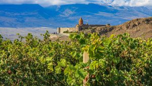 Eeuwenoude druivensoorten ontdekken