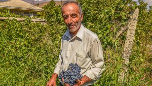 Wijncultuur : authenticiteit zien en proeven !