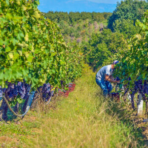 Wijnreis Albanië op maat