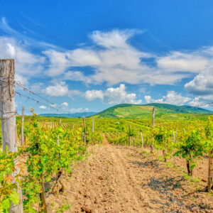 Wijnreis Hongarije op maat