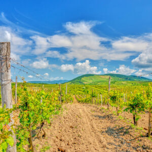 Wijnreis Hongarije op maat