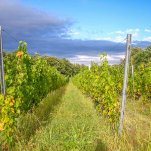 Wijnreis Roemenië op maat