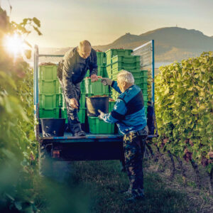 Wijnreis Tsjechië op maat