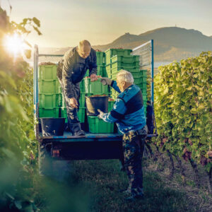 Wijnreis Tsjechië op maat