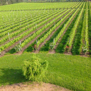 Wijnreis Uruguay op maat