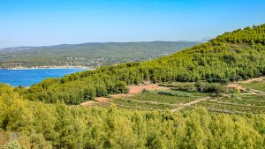 Wijnroutes Europa : welke zijn de beste?