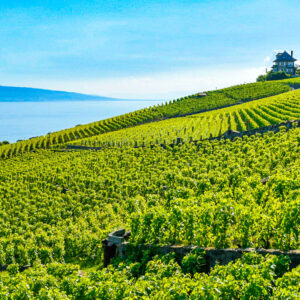 Wijnreis Zwitserland op maat