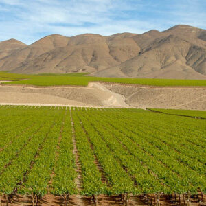 10-daagse wijnreis Chili : Ontdek de gastronomie en wijnen