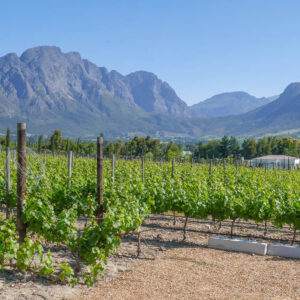 12-daagse wijnreis Zuid-Afrika met bezoek aan de beste wijnhuizen