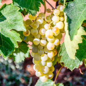 3-DAAGSE WIJNREIS ATHENE, GRIEKENLAND