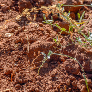 3-DAAGSE WIJNREIS ATHENE, GRIEKENLAND
