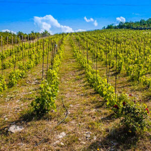 8 daagse wijnreis Montenegro met dagje wijnproeven in Albanië