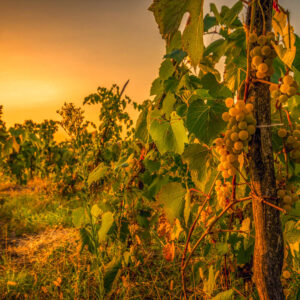 9-daagse wijnreis Roemenië, van Iasi naar Boekarest