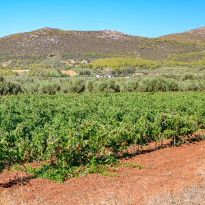 5-daagse wijnreis Athene en de Peloponnesos