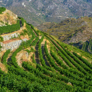 Wijnreis Cyprus op maat