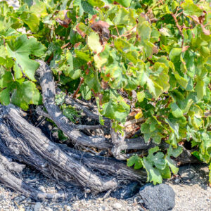 8-daagse wijnreis Griekenland : Athene, Santorini en Kreta