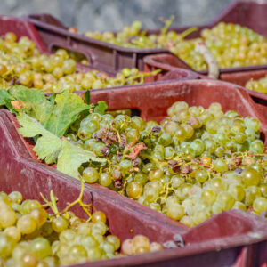 8-daagse wijnreis Griekenland : Athene, Santorini en Kreta