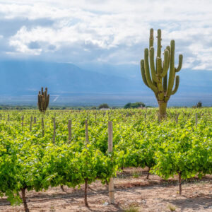 18-daagse culturele wijnreis Argentinië en Bolivia