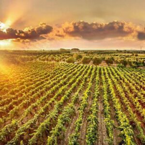 8-daagse culinaire wijnreis Puglia, Italië