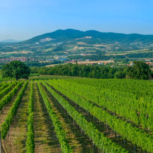 8-daagse wijnreis Kroatië en Bosnië, ontdek onbekende Kroatische wijnregio’s en het vergeten wijnland Bosnië