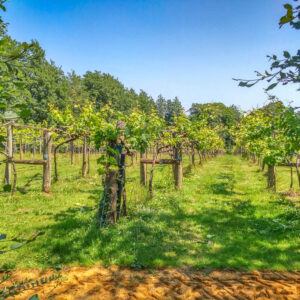 3-daagse Wijnreis Londen en Windsor