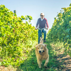 14-daagse Wijnreis Uruguay inclusief 3 dagen citytrip Buenos Aires, Argentinië