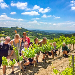Wijndomein Clos de Caveau, Frankrijk