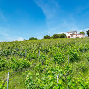 Wijndomein Domaine du Fogolar, Frankrijk