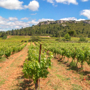 Wijndomein Chateau Aiguilloux, Frankrijk