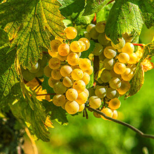 Wijndomein Domaine Baud, Frankrijk