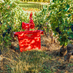 3-daagse wijnreis in de Champagne met eigen auto – De hoogtepunten