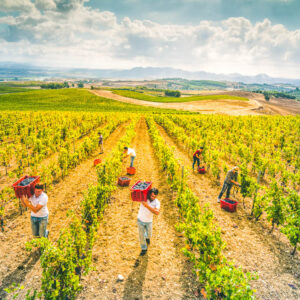 7-DAGEN WIJNREIS SARDINIË, ITALIË