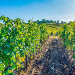 8-daagse wijnreis Umbria, Italië