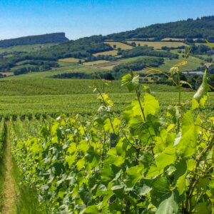 10-daagse autovakantie Frankrijk – De Bourgogne wijnroute van Dijon tot Macon