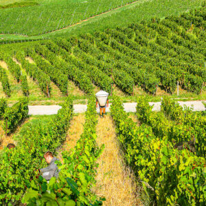 10-daagse autovakantie Frankrijk – de Jura wijnroute en zuidelijke Bourgogne