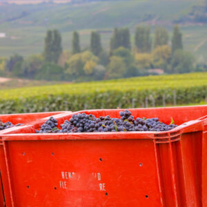 5-daagse autovakantie Frankrijk langs de Champagne wijnroute bij Sézanne