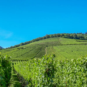 Wijncoöperatie Cave d’Orschwiller-Kintzheim