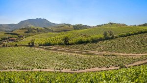 Lees meer over het artikel Week 45 – Top 5 nieuwste wijndomeinen