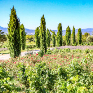 6-daagse fietsvakantie Frankrijk langs de Provence wijnroute in de Luberon