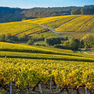 8 dagen wandelen in Frankrijk langs de Bourgogne wijnroute bij Meursault