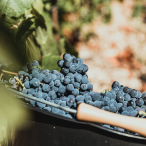 3-daagse autovakantie Champagnewijnstreek Frankrijk voor maar 99 € p.p.