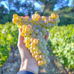 Wijndomein Chateau Fortia