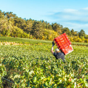 Champagne Louis Brochet