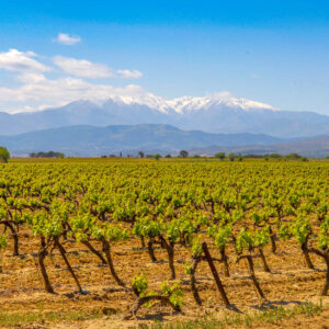 Wijncoöperatie Vignerons Catalans