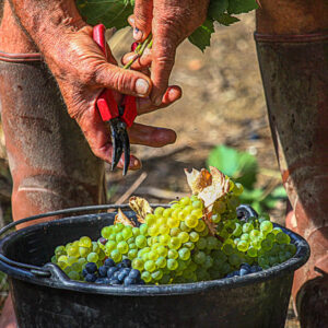Wijndomein Chateau Clément Termes