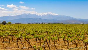 Wijntoerisme Frankrijk
