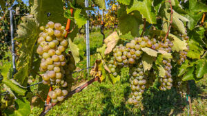 Maand van de Furmint, Tokaj