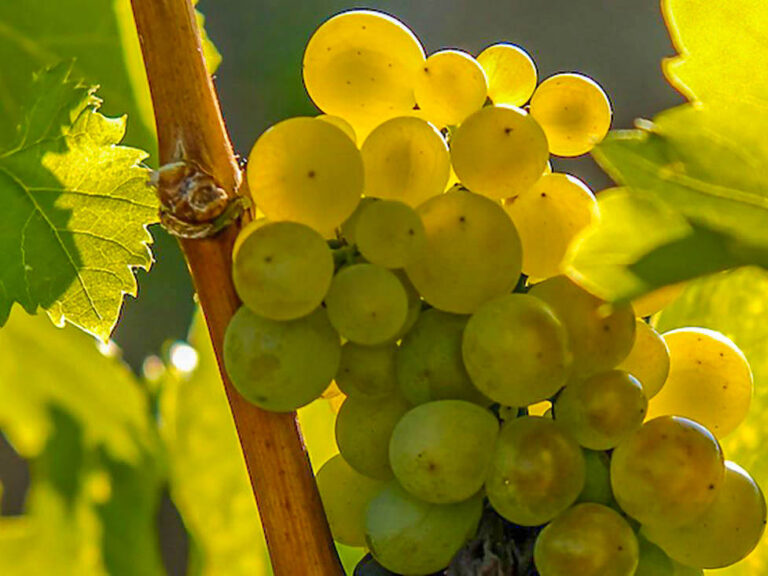 Furmint, rijpe druiventrossen, Tokaj, Hongarije