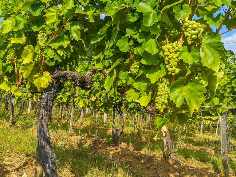Furmint wijnstok in Tokaj, Hongarije