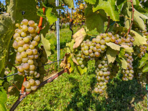 Furmint druiven in Tokaj, Hongarije